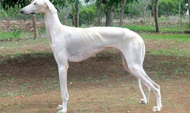 पट्टे की पूछ