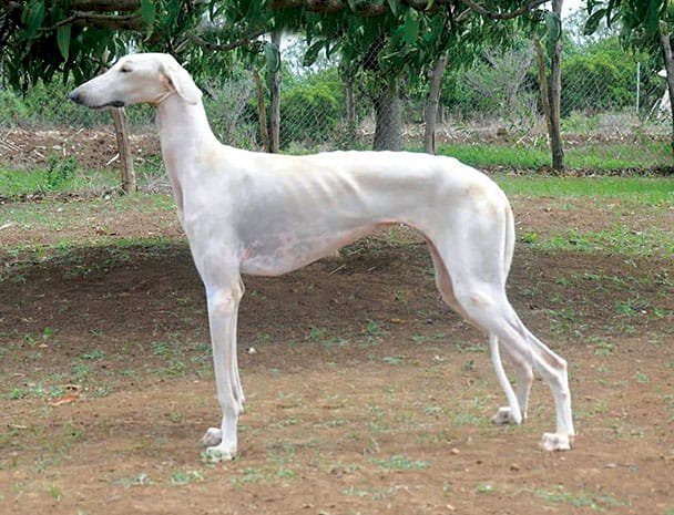 पट्टे की पूछ