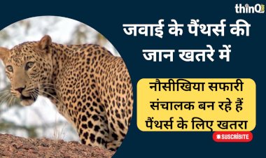 जवाई में पैंथर्स के कुनबे पर बड़ा खतरा, सफारी संचालक दे रहे वन्यजीवों के जीवन में दखल