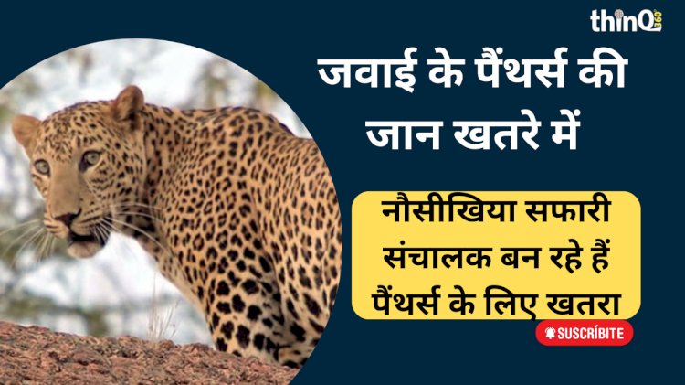 जवाई में पैंथर्स के कुनबे पर बड़ा खतरा, सफारी संचालक दे रहे वन्यजीवों के जीवन में दखल