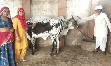पुलिस ने पहली बार गाय को मालिक से मिलाने के लिए डीएनए टेस्ट का इस्तेमाल किया
