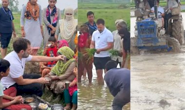 सुबह-सुबह खेत में ट्रैक्टर चलाते नजर आए राहुल गांधी, पेंट को ऊपर चढ़ाकर खेतों में रोपा धान