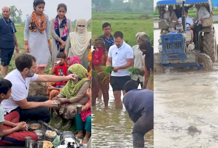 सुबह-सुबह खेत में ट्रैक्टर चलाते नजर आए राहुल गांधी, पेंट को ऊपर चढ़ाकर खेतों में रोपा धान