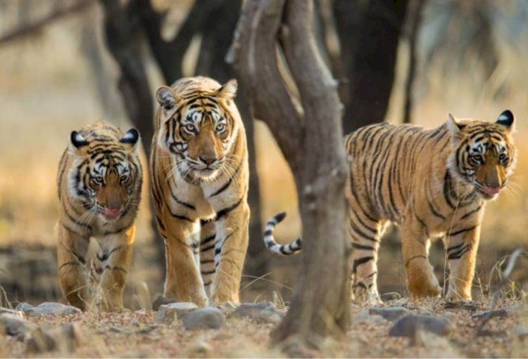 सीएम गहलोत का ट्वीट, पैरालंपिक पदक विजेता को सम्मान, एक कहलाएगी ’अवनी’ तो एक चिरंजीवी और चिरायु