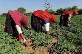 राजस्थान के कृषि क्षेत्र में सूचना प्रौद्योगिकी का बढ़ रहा उपयोग
