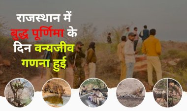 प्रदेश में वन्यजीव गणना 1000 से अधिक पानी पिने की जगह पर वनकर्मियो के साथ सहायक कर्मियों ने भी गणना करवाई