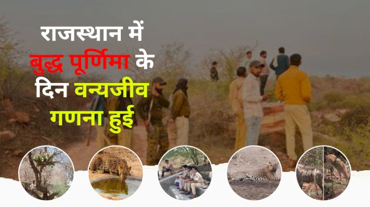 प्रदेश में वन्यजीव गणना 1000 से अधिक पानी पिने की जगह पर वनकर्मियो के साथ सहायक कर्मियों ने भी गणना करवाई