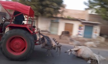 सिरोही: ट्रैक्टर से घसीटकर ले जाई गई मृत गाय