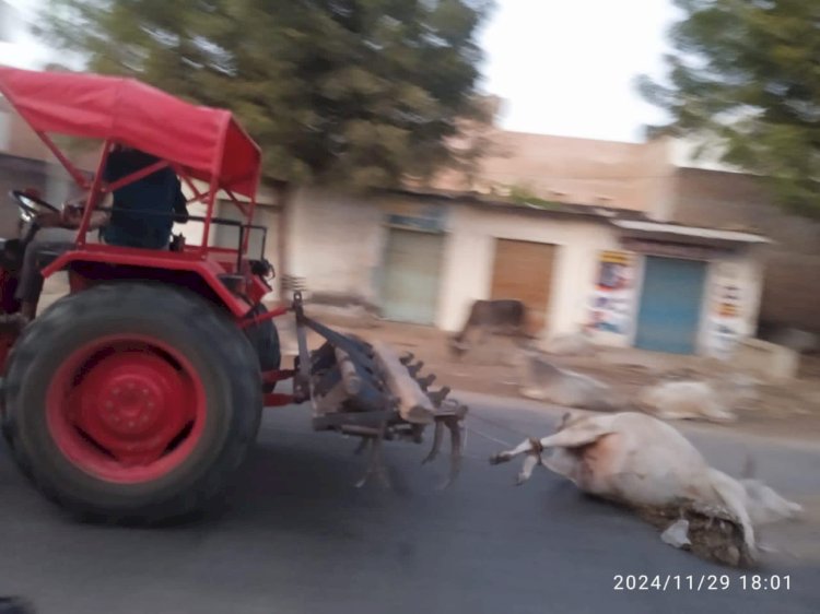 सिरोही: ट्रैक्टर से घसीटकर ले जाई गई मृत गाय