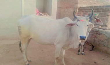 गरीब की गाय पर सिपाहीजी की नीयत डोल गई