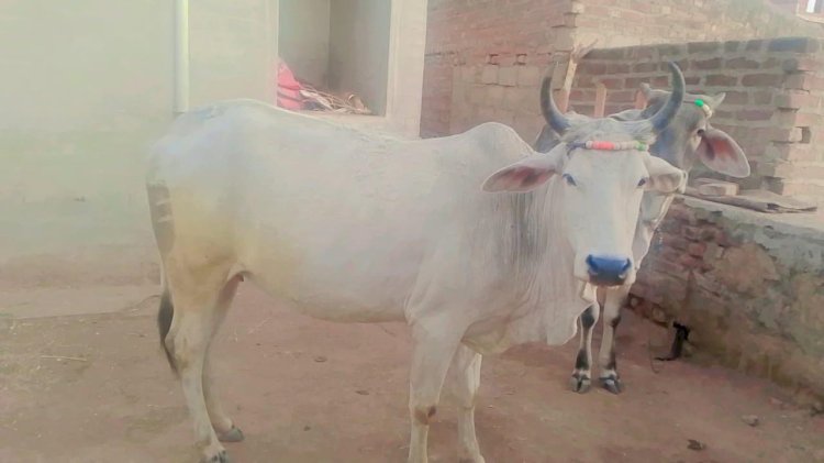 गरीब की गाय पर सिपाहीजी की नीयत डोल गई