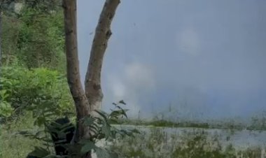 माउंट आबू में दिखा भालुओं का कुनबा